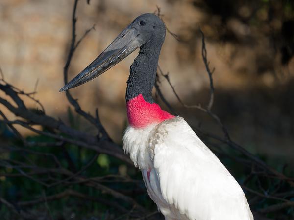 Jabiroe (Jabiru mycteria)